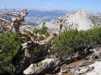 A gnarled tree on Echo Ridge (10850ft); Cathedral Peak in the background.