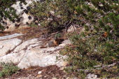A marmot near Budd Lake.