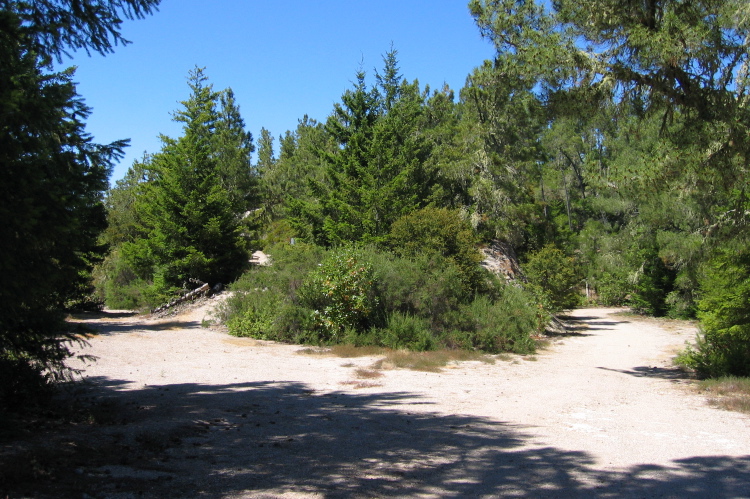 Whitehouse Canyon Rd. and junction with old logging road. (1290ft)