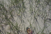 Untrampled dune grass