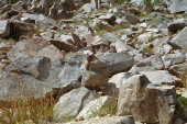 A marmot on a rock watches us go by.