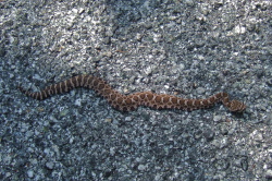 A young diamondback rattlesnake basks on Old La Honda Road.