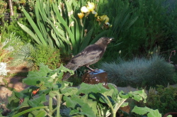 Crow on neighbor's bird bath eats something.