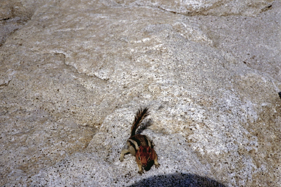 Tame chipmunk on Clouds Rest looking for a handout