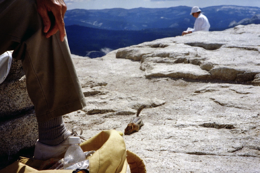 Chipmunk explores the lid for a peanut butter jar.