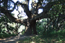 Beautiful old oak tree on Old Spanish Trail