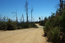 The road enters an area that burned in 2009.