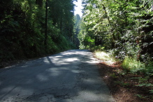 Climbing through the forest on Rider Road