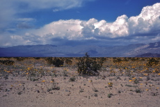Blooming desert in Panamint Valley