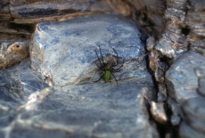 Green spider clings to rock inside Mosaic Canyon