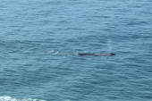 One of several gray whales passing by Gray Whale Cove