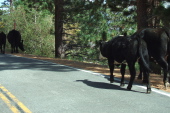 Cattle loose on the road
