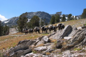 Pack train heading west from Duck Pass.