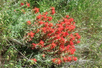 A vivid cluster of Indian Paintbrush (Castilleja affinis) grows beside the road.