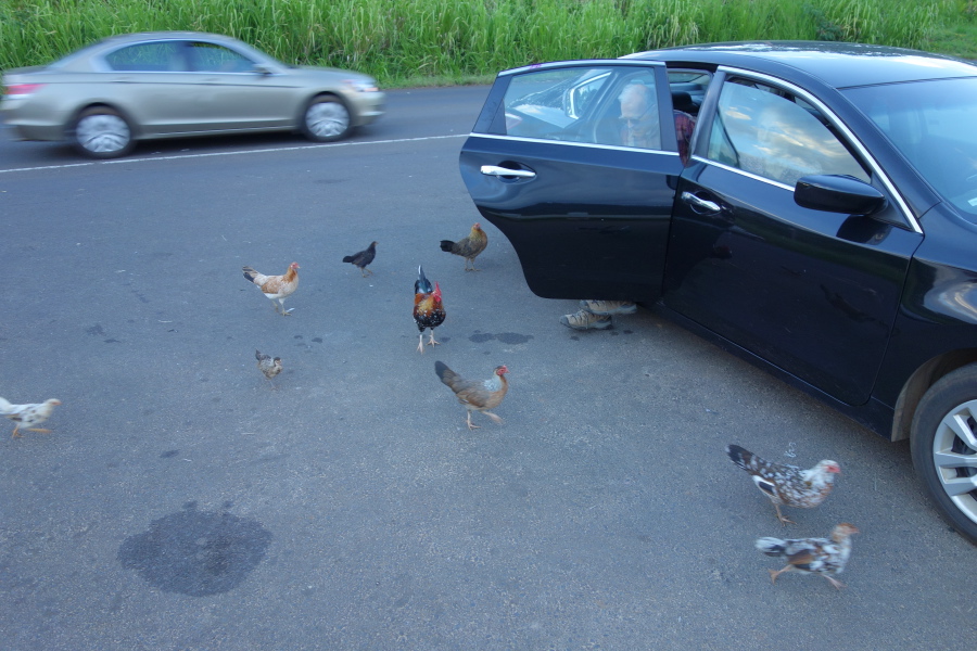 Chickens come running, expecting food