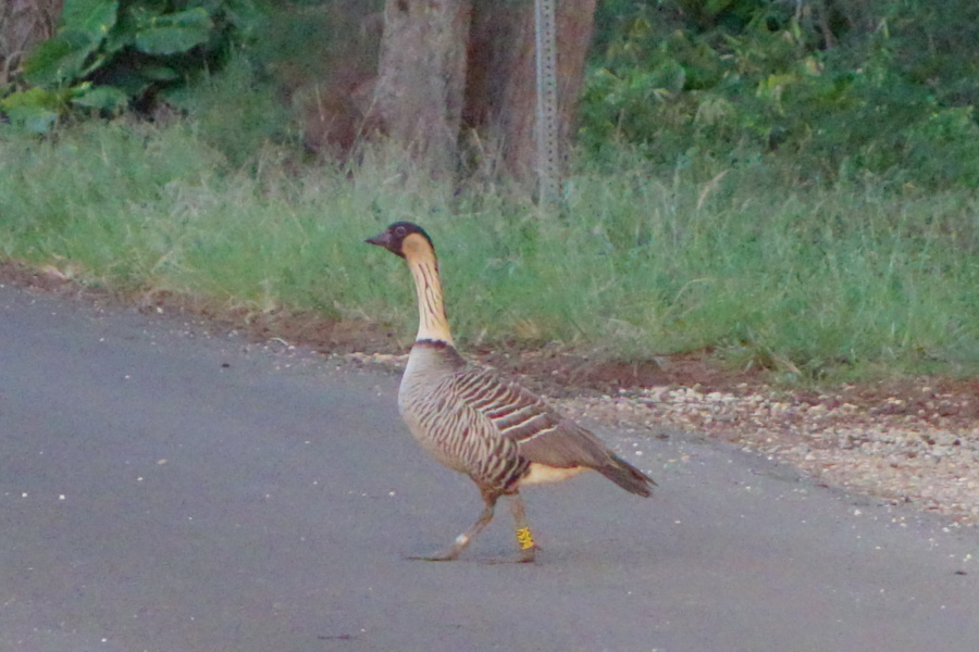 Nene spotting