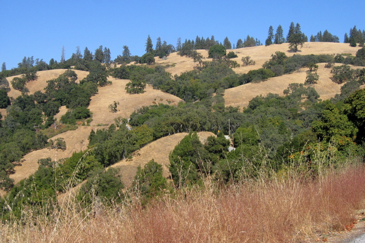 View back up to the pines on Pine Ridge (3010ft). (2500ft)