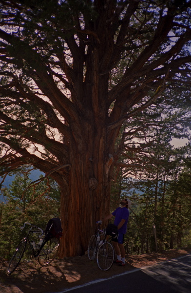 Jude stops to admire a many-tentacled cedar tree.