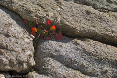 An alpine plant clings to life under the rocks.
