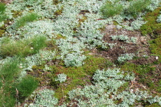 Lichen and moss cover the ground near Budd Creek.