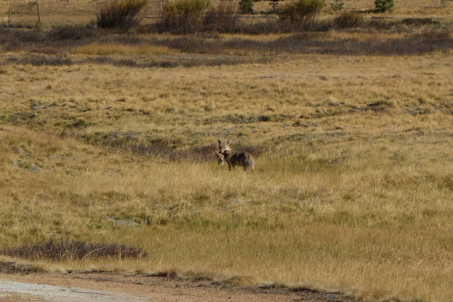 Coyote with grouse at Tuolumne Meadows