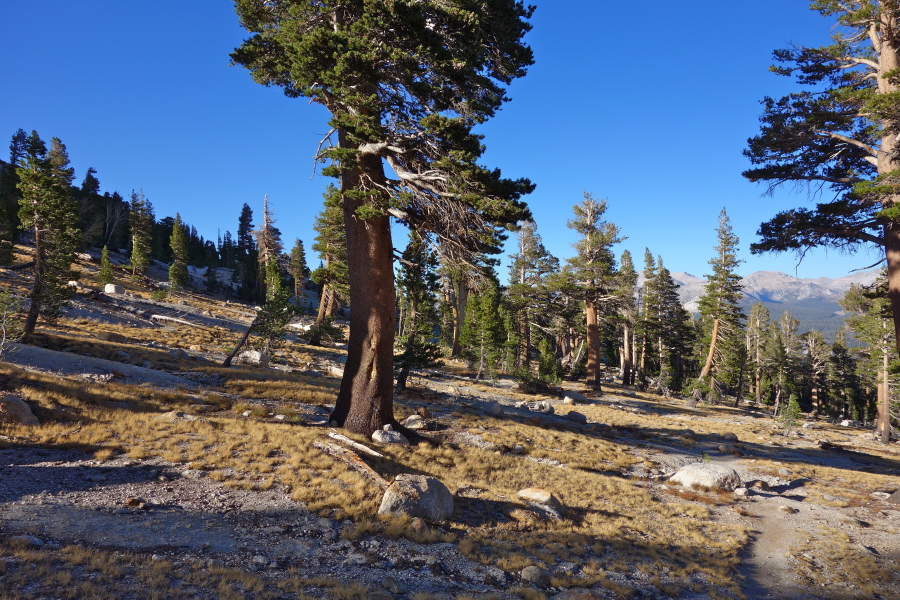 Evening light washes over the lodgepoles on the slope of Cathedral Peak.