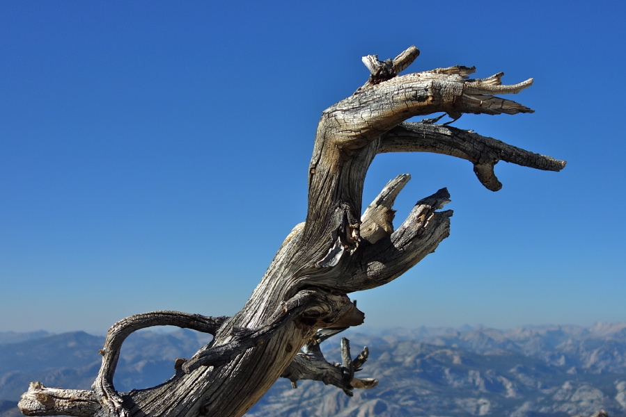 An old snag on the summit ridge