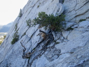 A tree grows from a crack in the rock wall.