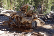 An old weathered stump
