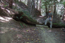 Cut through the log and ride-around on Steam Donkey Trail