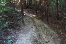 Rutted Steam Donkey Trail