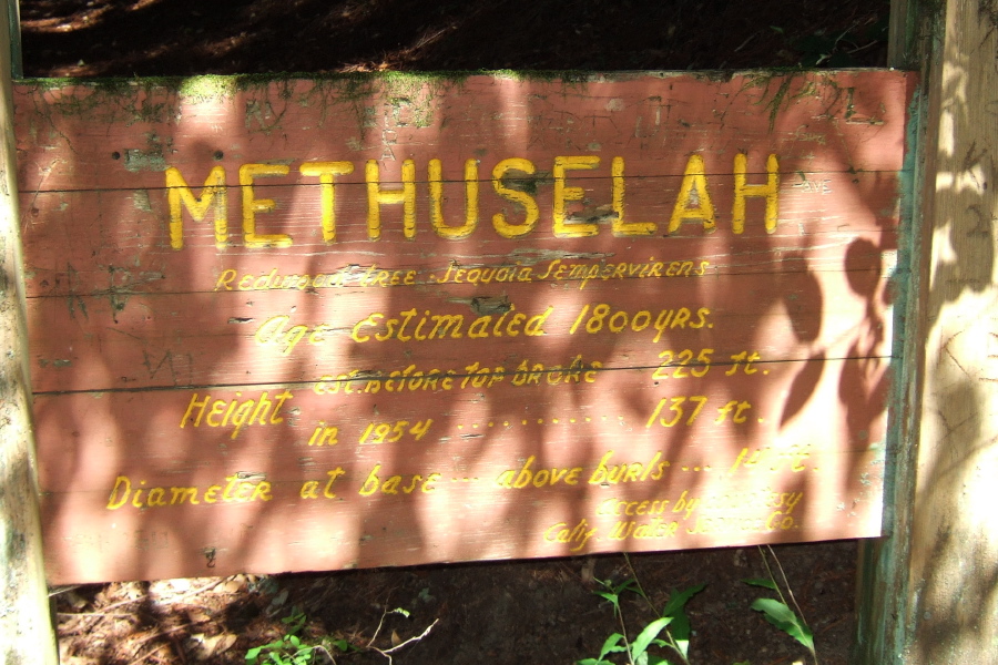 Methuselah Tree sign