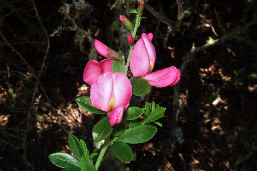 Pink Lupine