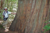 Frank at the Old Growth Redwood (1)