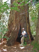 Frank at the Old Growth Redwood (2)