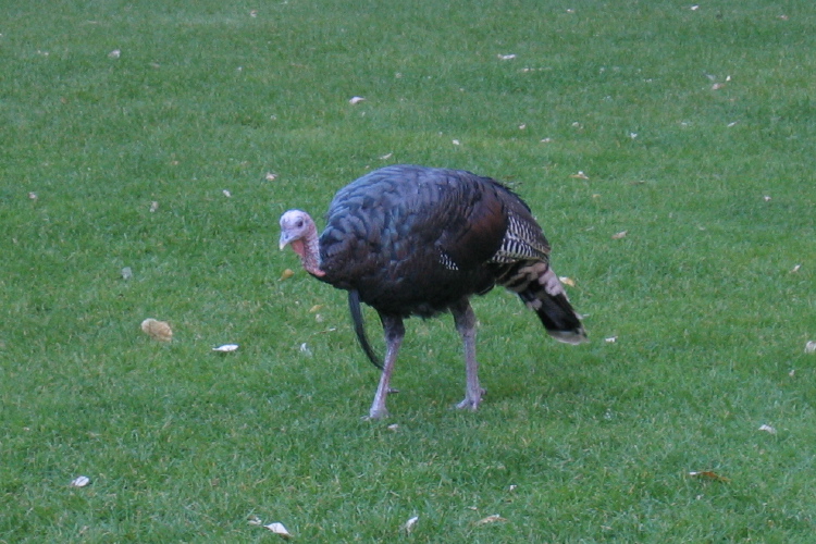 Wild Turkey at the Zion Lodge.