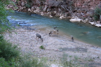 Mule deer enjoy a drink from the Virgin River.
