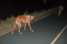 Kumba follows Laura on a night walk.