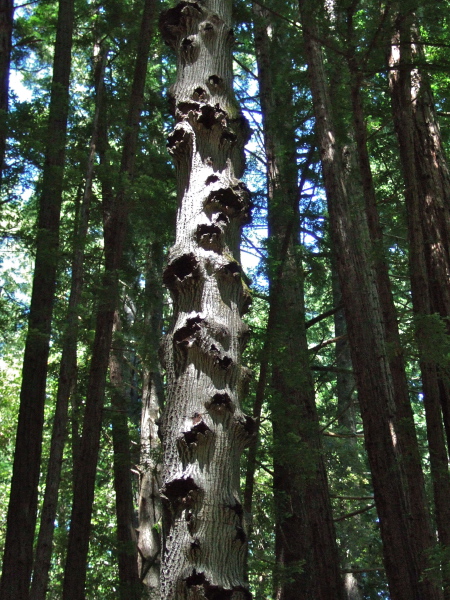 Peculiar voids at old branch joints on a tanoak tree.