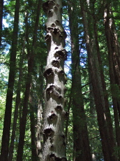 Peculiar voids at old branch joints on a tanoak tree.