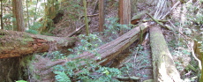Trees lying across upper Fall Creek