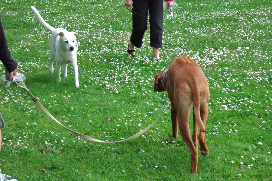 Kumba meets a friend.