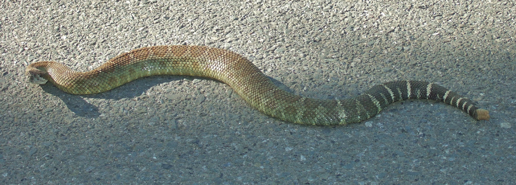 A plump rattler pauses to check me out as he crosses the road.