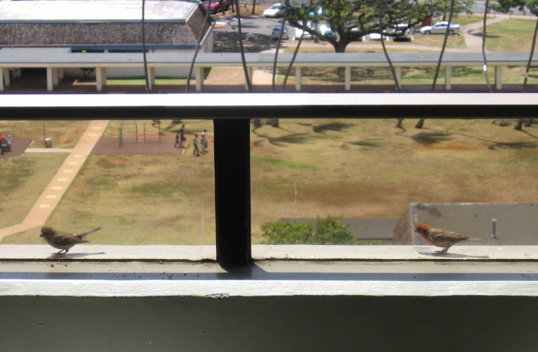 Finches looking for crumbs on the balcony wall.