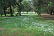 White clover at Orchard Glen picnic area