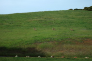 Three deer prance up the meadow