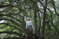 Steve climbs into an old oak tree at Madera Point