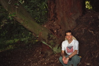 A tree grows from the base of a redwood tree.