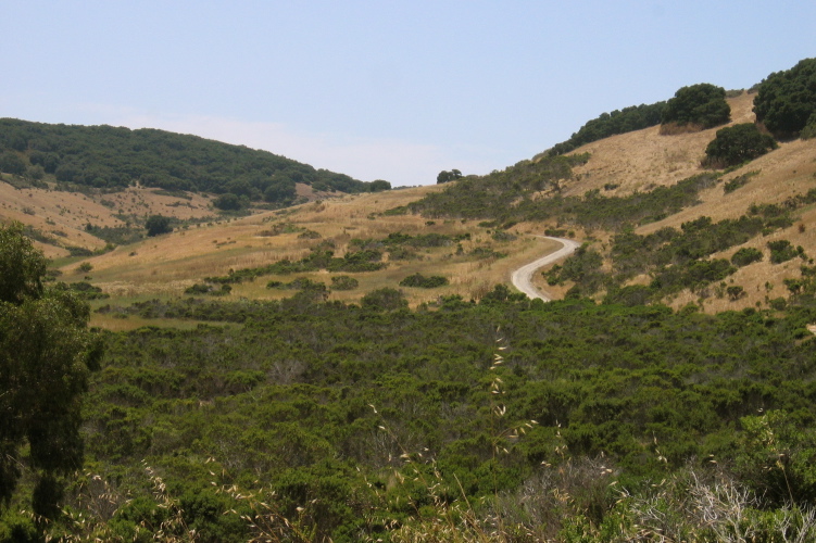 Looking up Pilarcitos Canyon.