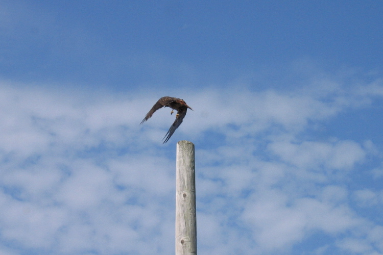 Hawk taking off.